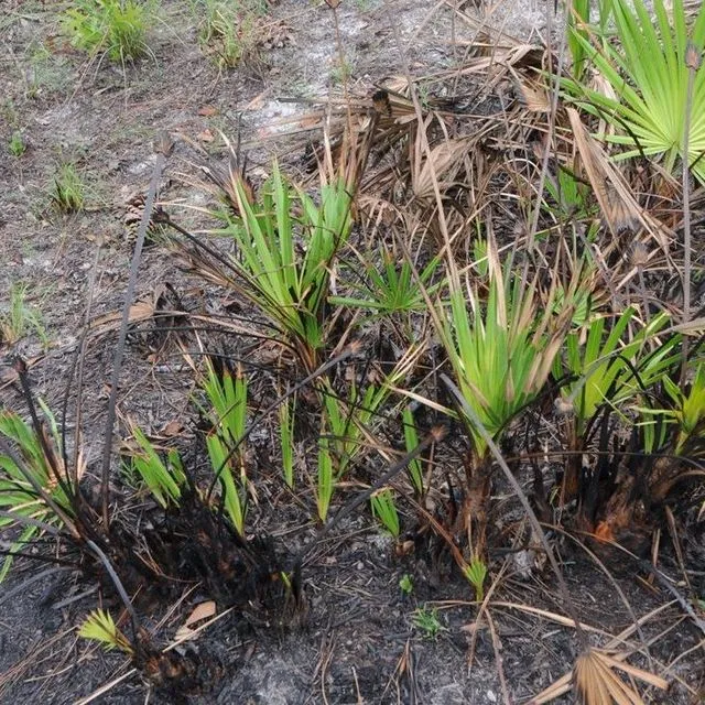 thumbnail for publication: The Fire Ecology of Saw Palmetto